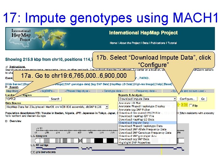 17: Impute genotypes using MACH 1 17 b. Select “Download Impute Data”, click “Configure”