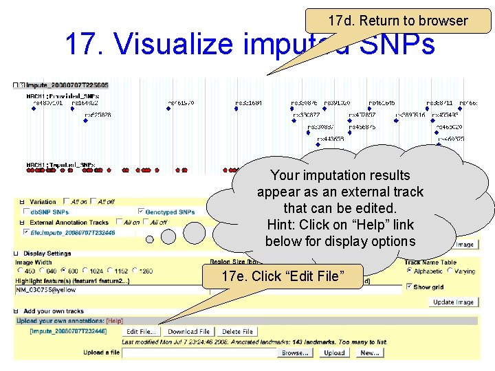 17 d. Return to browser 17. Visualize imputed SNPs Your imputation results appear as
