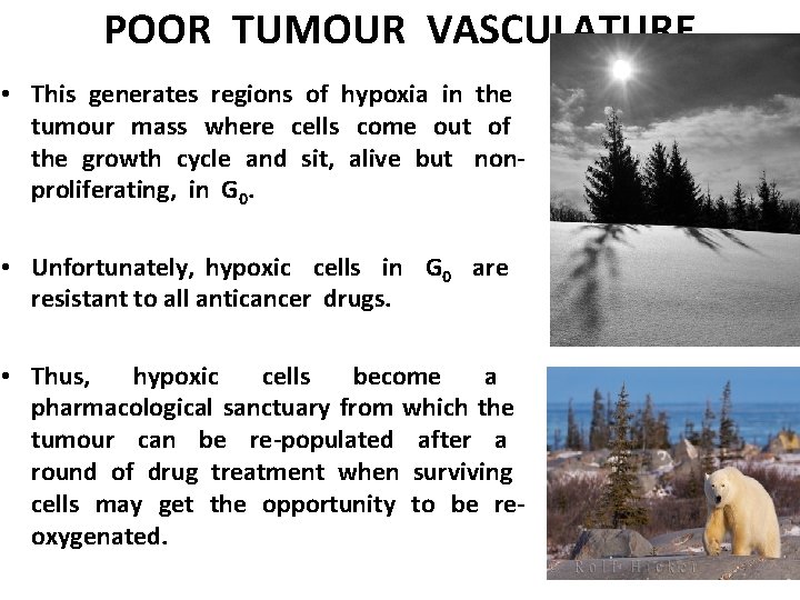 POOR TUMOUR VASCULATURE • This generates regions of hypoxia in the tumour mass where