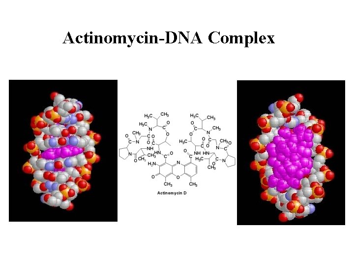 Actinomycin-DNA Complex 