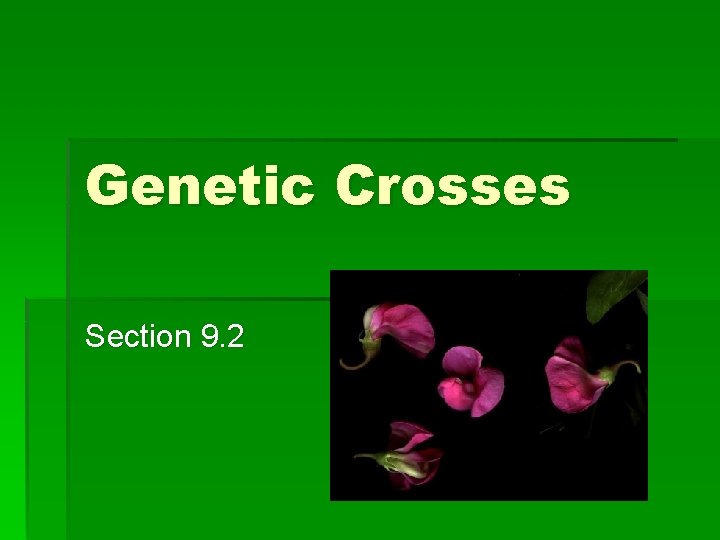 Genetic Crosses Section 9. 2 