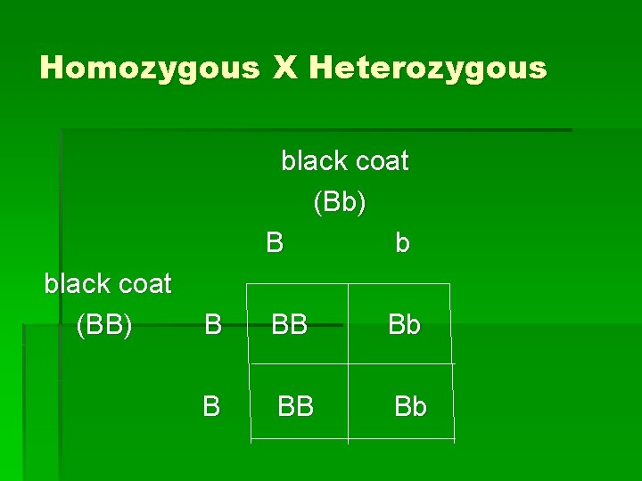 Homozygous X Heterozygous black coat (Bb) B b black coat (BB) B BB Bb