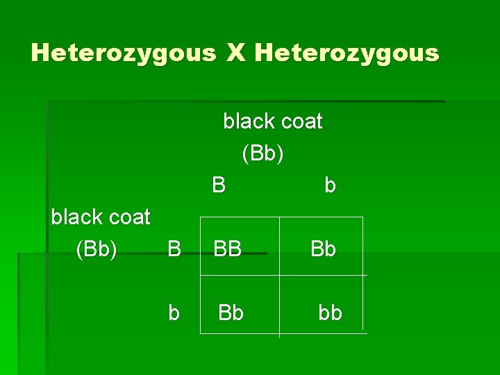 Heterozygous X Heterozygous black coat (Bb) B b black coat (Bb) B BB Bb