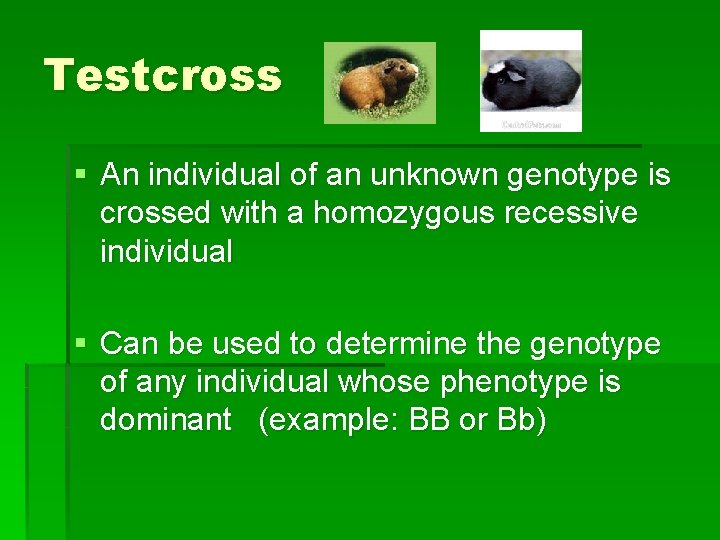 Testcross § An individual of an unknown genotype is crossed with a homozygous recessive