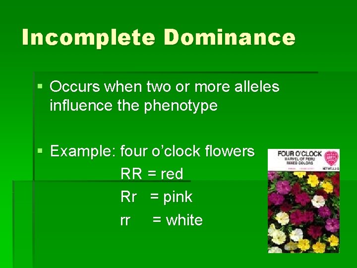 Incomplete Dominance § Occurs when two or more alleles influence the phenotype § Example: