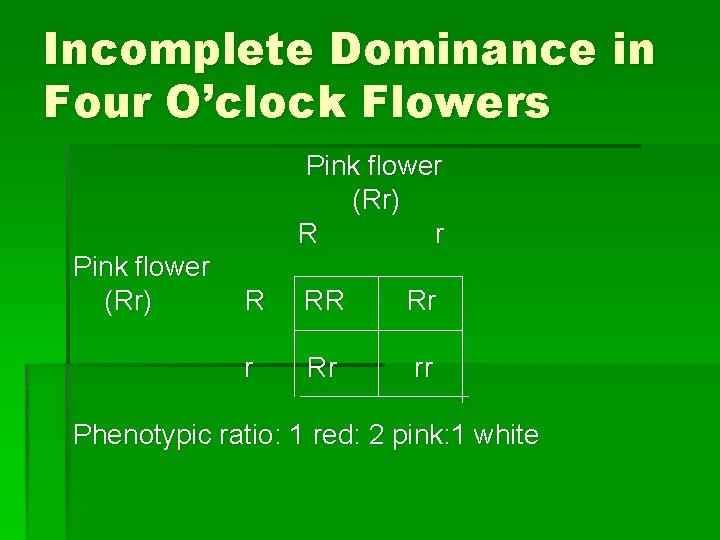 Incomplete Dominance in Four O’clock Flowers Pink flower (Rr) R r Pink flower (Rr)