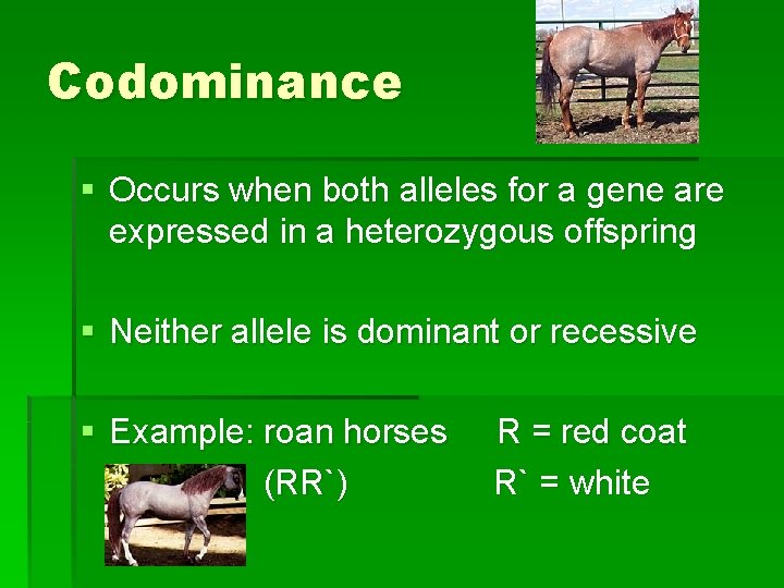 Codominance § Occurs when both alleles for a gene are expressed in a heterozygous