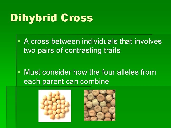 Dihybrid Cross § A cross between individuals that involves two pairs of contrasting traits