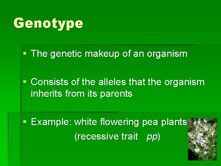 Genotype § The genetic makeup of an organism § Consists of the alleles that