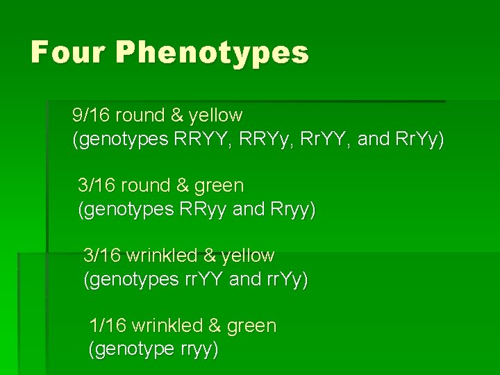 Four Phenotypes 9/16 round & yellow (genotypes RRYY, RRYy, Rr. YY, and Rr. Yy)