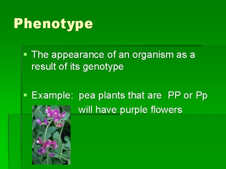 Phenotype § The appearance of an organism as a result of its genotype §