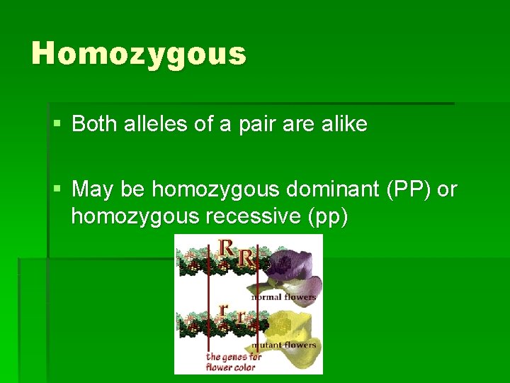 Homozygous § Both alleles of a pair are alike § May be homozygous dominant