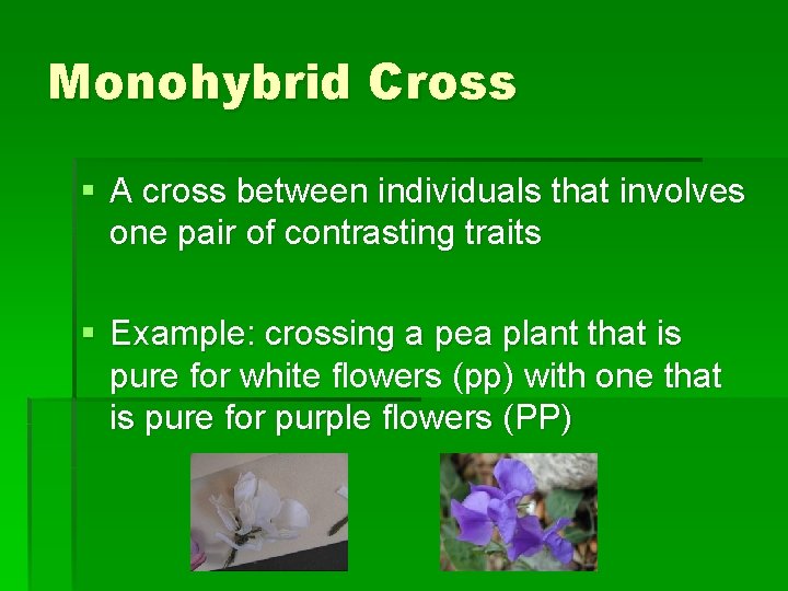 Monohybrid Cross § A cross between individuals that involves one pair of contrasting traits