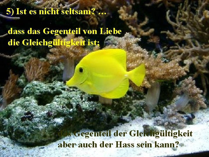 5) Ist es nicht seltsam? … dass das Gegenteil von Liebe die Gleichgültigkeit ist;