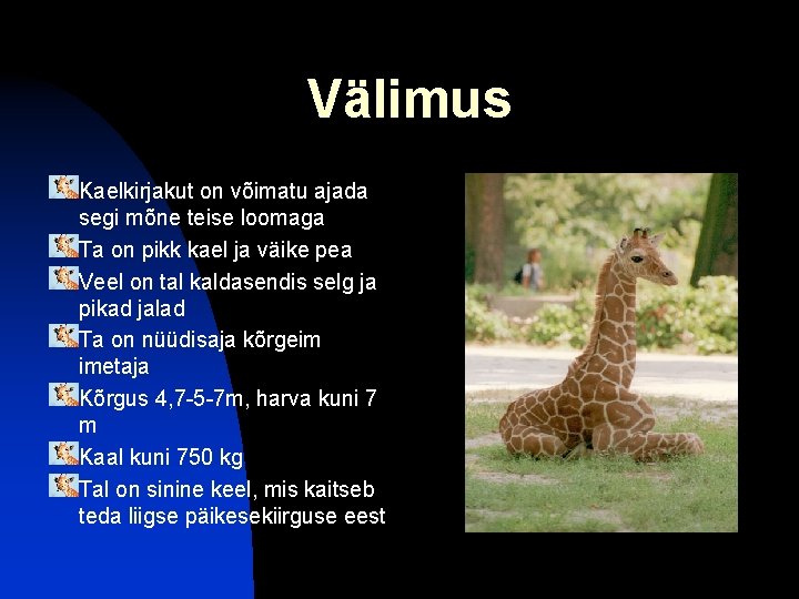 Välimus Kaelkirjakut on võimatu ajada segi mõne teise loomaga Ta on pikk kael ja