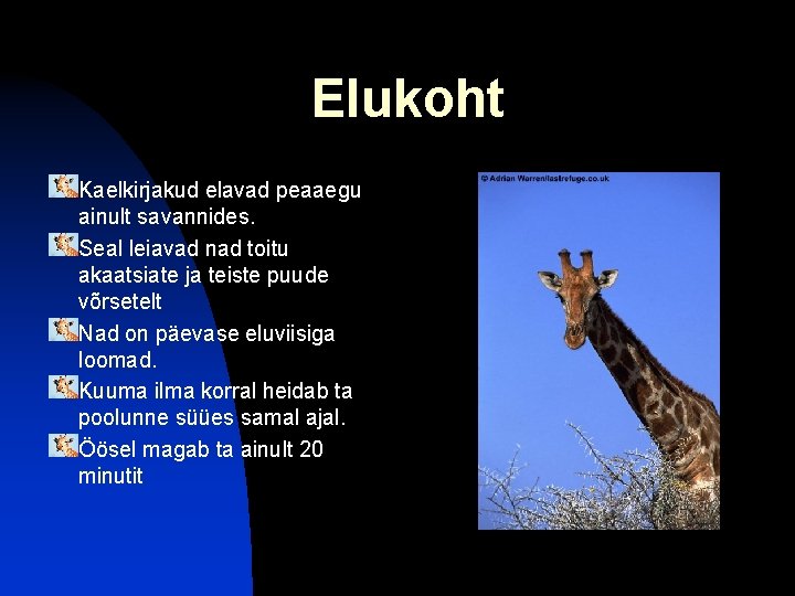 Elukoht Kaelkirjakud elavad peaaegu ainult savannides. Seal leiavad nad toitu akaatsiate ja teiste puude