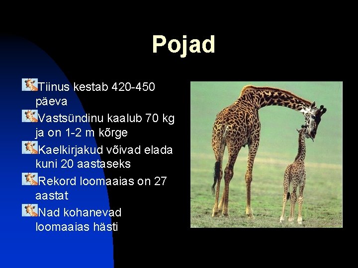 Pojad Tiinus kestab 420 -450 päeva Vastsündinu kaalub 70 kg ja on 1 -2