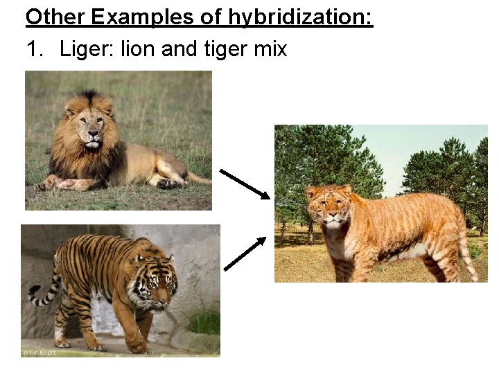 Other Examples of hybridization: 1. Liger: lion and tiger mix 