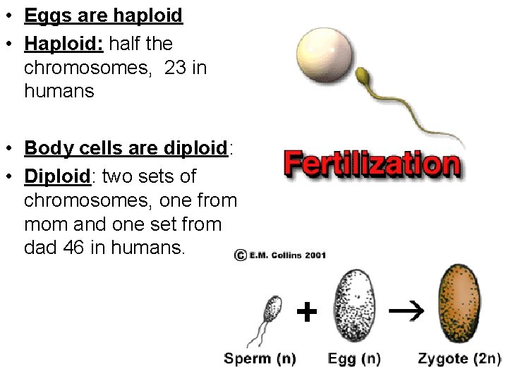  • Eggs are haploid • Haploid: half the chromosomes, 23 in humans •