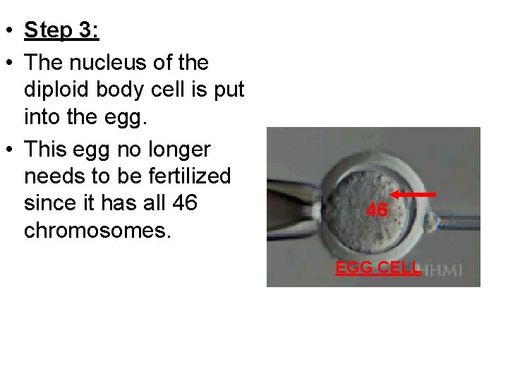  • Step 3: • The nucleus of the diploid body cell is put