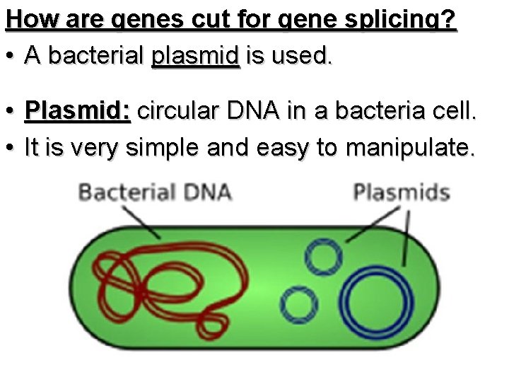 How are genes cut for gene splicing? • A bacterial plasmid is used. •