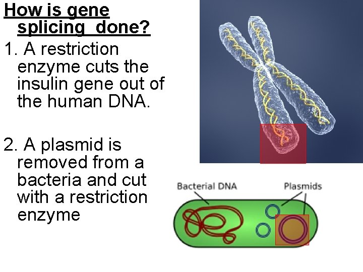 How is gene splicing done? 1. A restriction enzyme cuts the insulin gene out