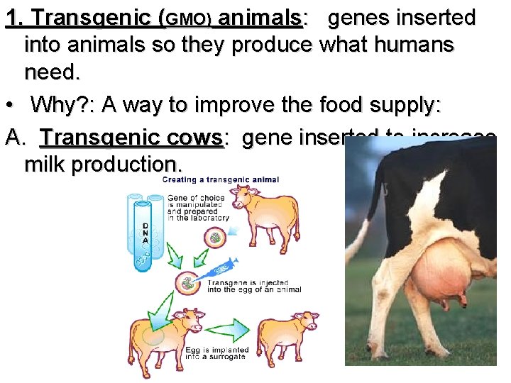 1. Transgenic (GMO) animals: genes inserted into animals so they produce what humans need.