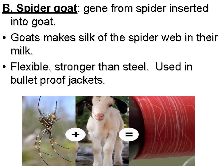 B. Spider goat: gene from spider inserted into goat. • Goats makes silk of