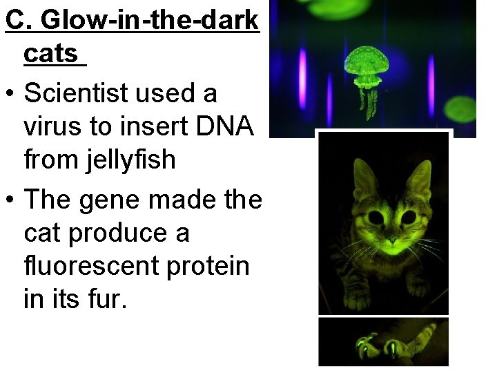 C. Glow-in-the-dark cats • Scientist used a virus to insert DNA from jellyfish •