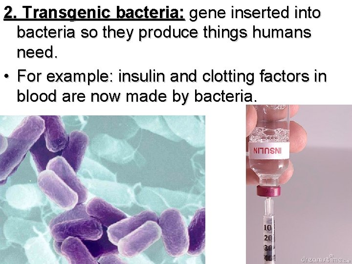 2. Transgenic bacteria: gene inserted into bacteria so they produce things humans need. •
