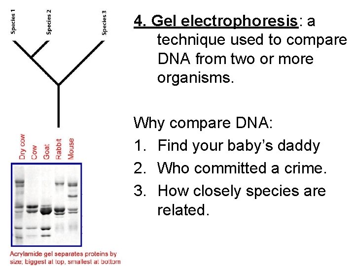 4. Gel electrophoresis: a technique used to compare DNA from two or more organisms.