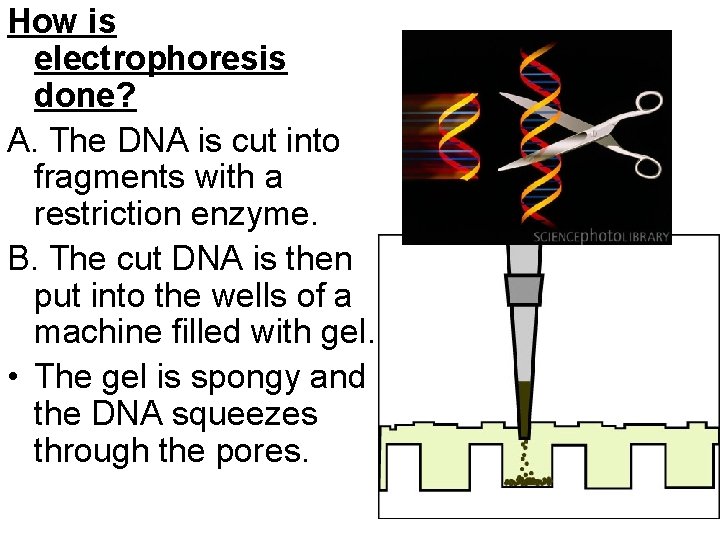 How is electrophoresis done? A. The DNA is cut into fragments with a restriction