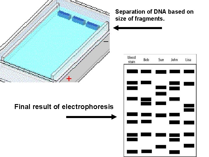 Separation of DNA based on size of fragments. • Electrophoresis results Final result of