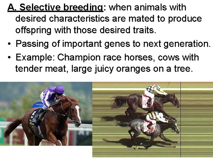 A. Selective breeding: when animals with desired characteristics are mated to produce offspring with