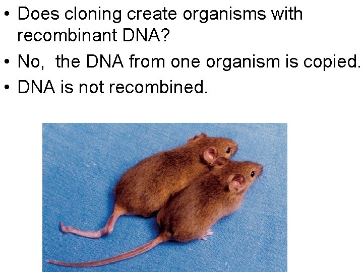 • Does cloning create organisms with recombinant DNA? • No, the DNA from