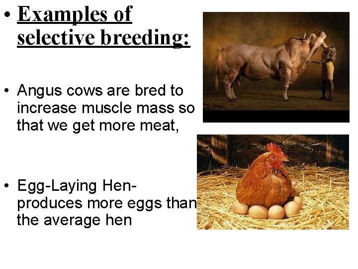  • Examples of selective breeding: • Angus cows are bred to increase muscle