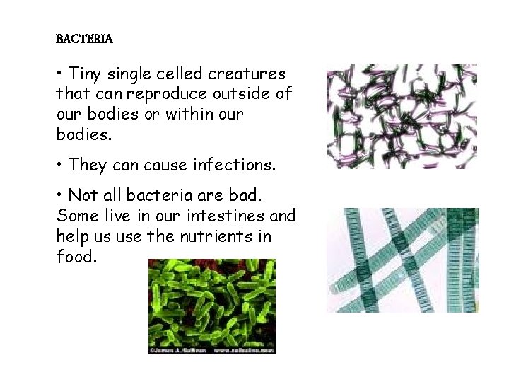 BACTERIA • Tiny single celled creatures that can reproduce outside of our bodies or