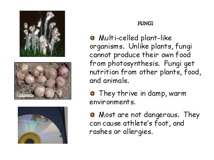 FUNGI Multi-celled plant-like organisms. Unlike plants, fungi cannot produce their own food from photosynthesis.