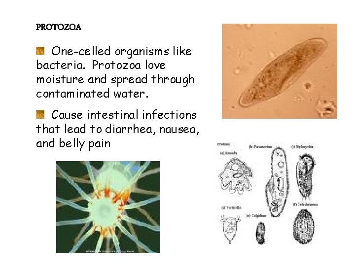 PROTOZOA One-celled organisms like bacteria. Protozoa love moisture and spread through contaminated water. Cause