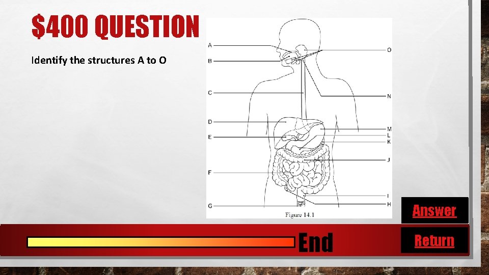 $400 QUESTION Identify the structures A to O Answer End Return 