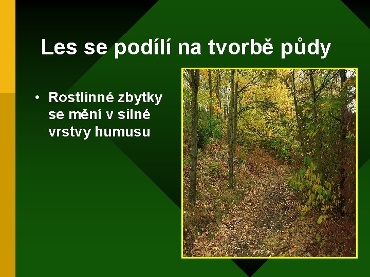 Les se podílí na tvorbě půdy • Rostlinné zbytky se mění v silné vrstvy