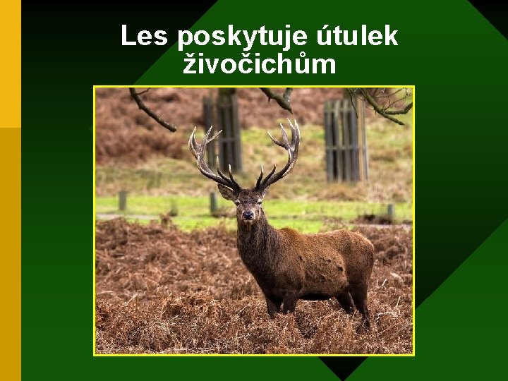 Les poskytuje útulek živočichům 