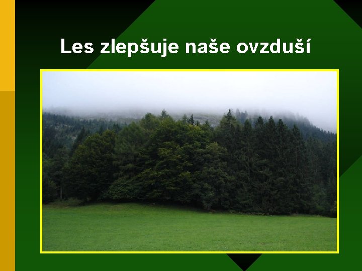 Les zlepšuje naše ovzduší 