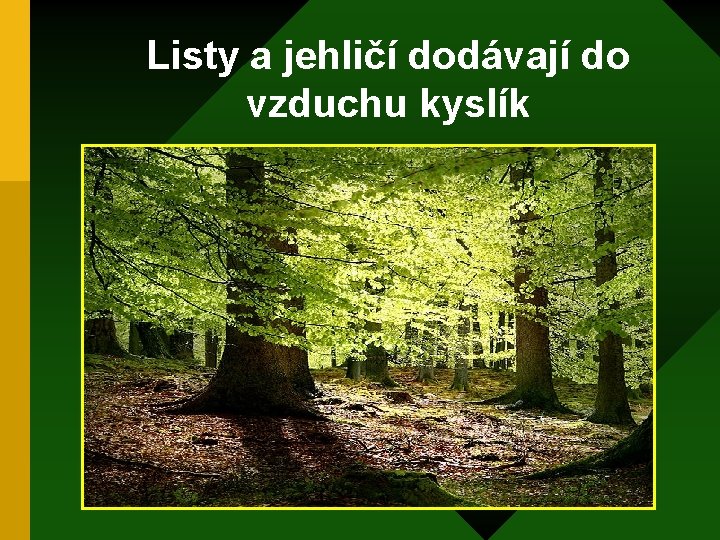 Listy a jehličí dodávají do vzduchu kyslík 