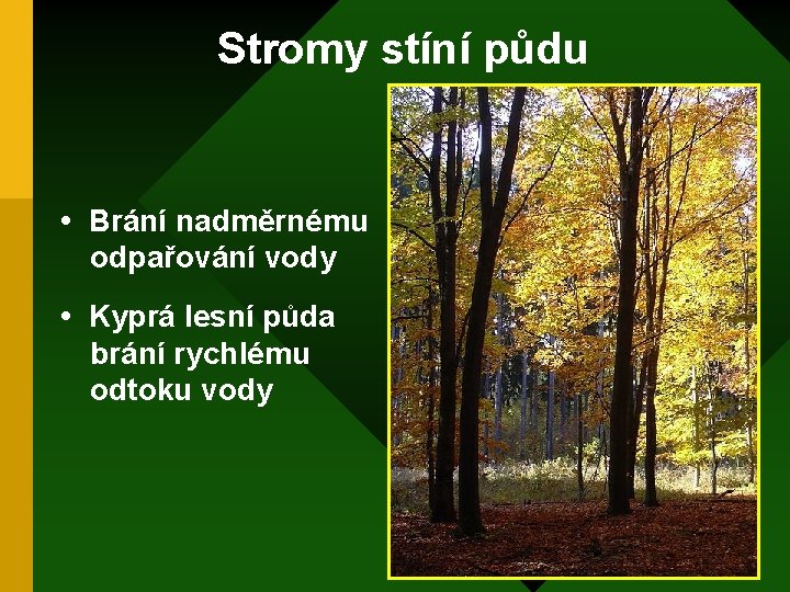 Stromy stíní půdu • Brání nadměrnému odpařování vody • Kyprá lesní půda brání rychlému