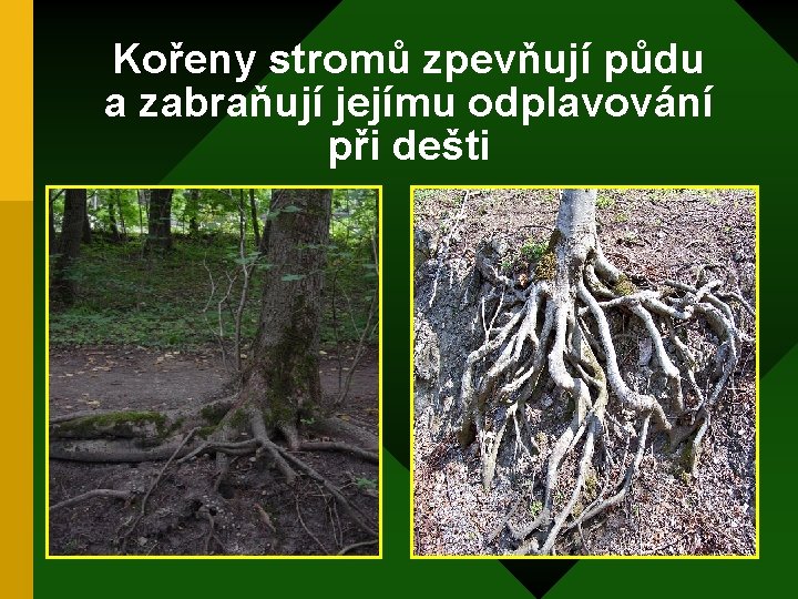 Kořeny stromů zpevňují půdu a zabraňují jejímu odplavování při dešti 