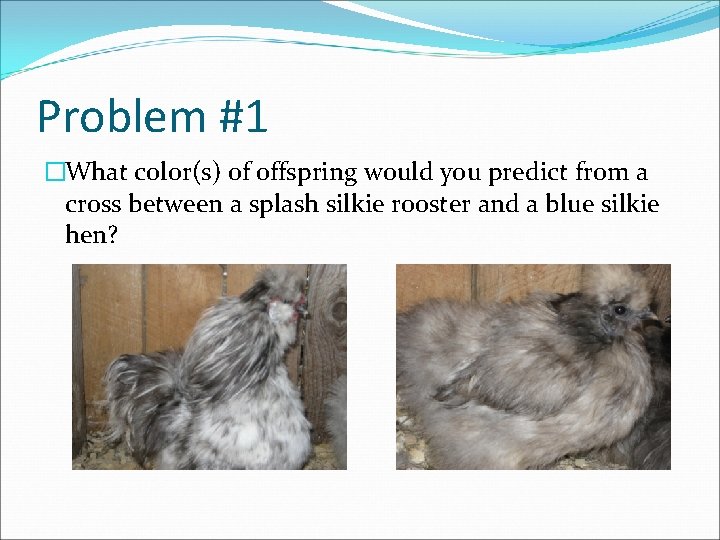 Problem #1 �What color(s) of offspring would you predict from a cross between a