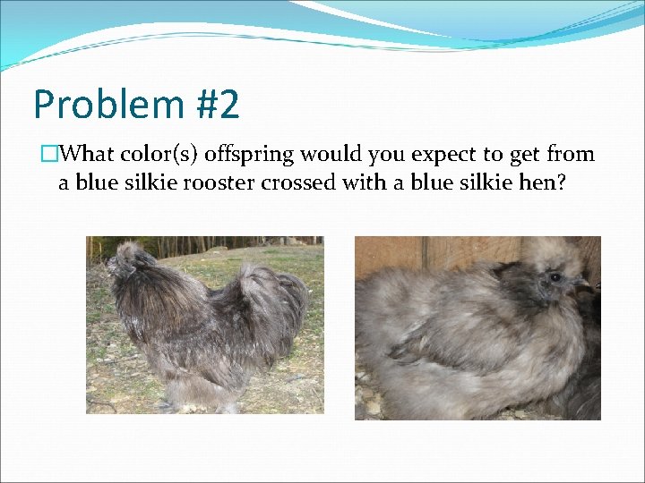 Problem #2 �What color(s) offspring would you expect to get from a blue silkie