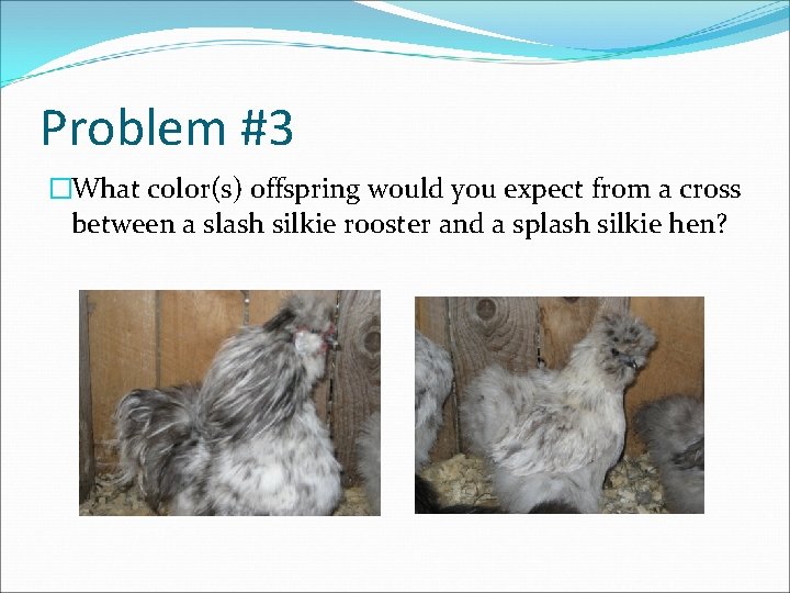 Problem #3 �What color(s) offspring would you expect from a cross between a slash