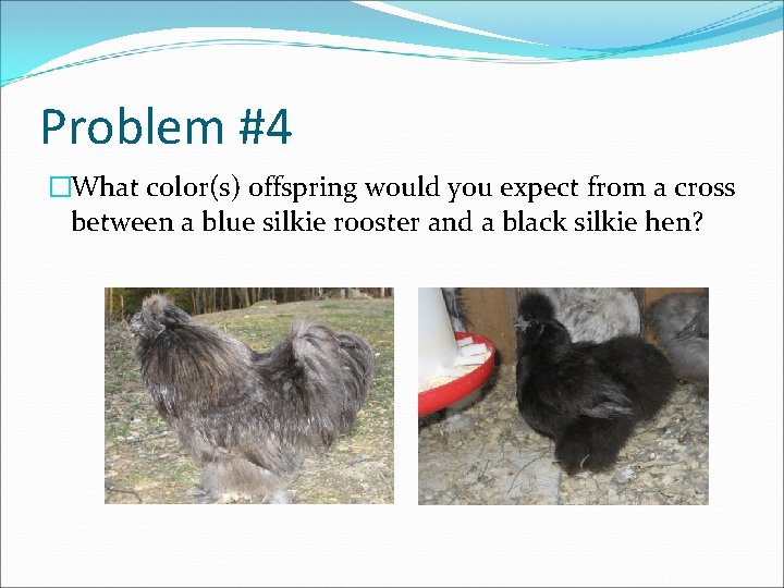 Problem #4 �What color(s) offspring would you expect from a cross between a blue